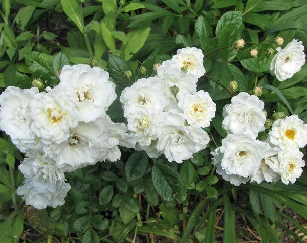 ROSIER Miniature 'LITTLE WHITE' ® Tan98145