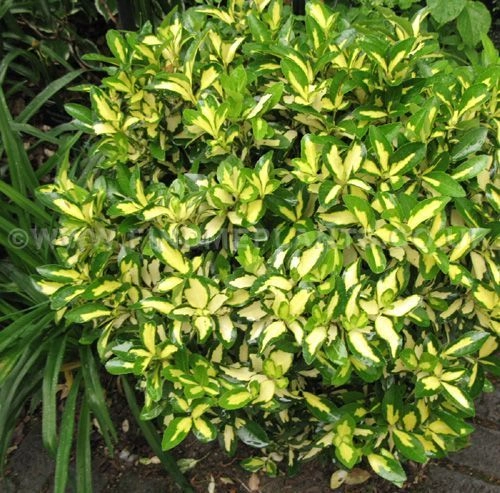 EUONYMUS fortunei 'Sunspot' - Fusain à feuilles persistantes 'Sunspot'