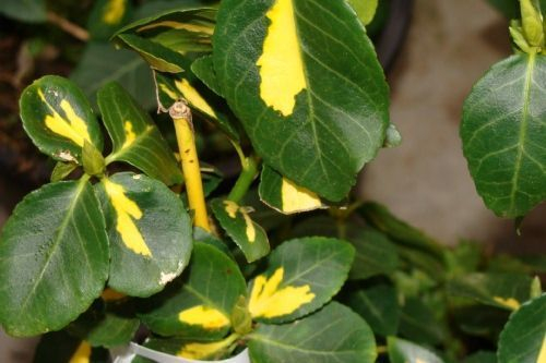 EUONYMUS fortunei 'Sunspot' - Fusain à feuilles persistantes 'Sunspot'