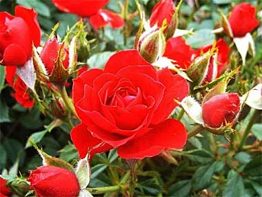 ROSIER Miniature 'ROMA' ® Georgen