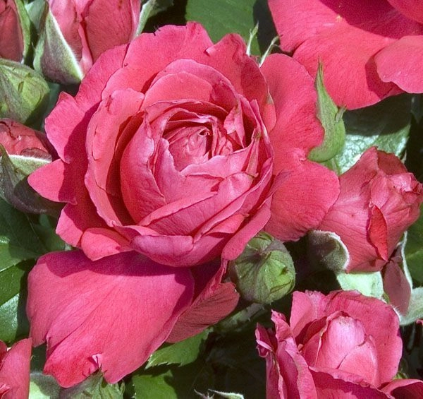 ROSIER Massifs 'AKAROA' ® Mattanstill