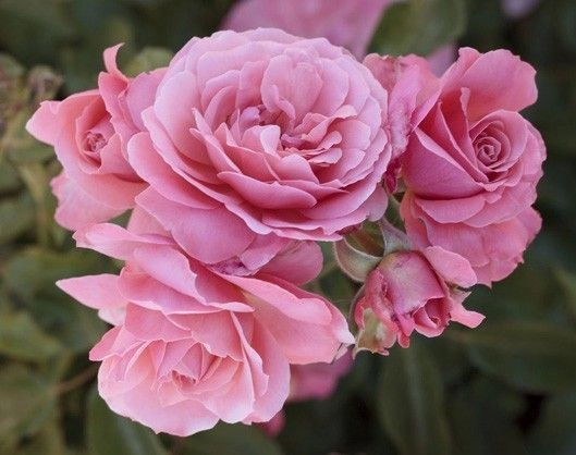 ROSIER Massifs 'BOTTICELLI ® Meisylpho