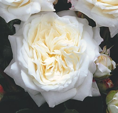 ROSIER Massifs 'CHAMPOLLION' ® Tan02226