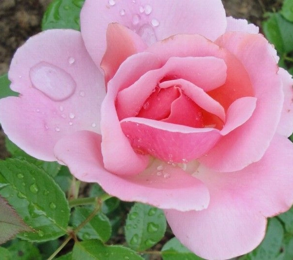 ROSIER Massifs 'COTE JARDIN' ® Orapent