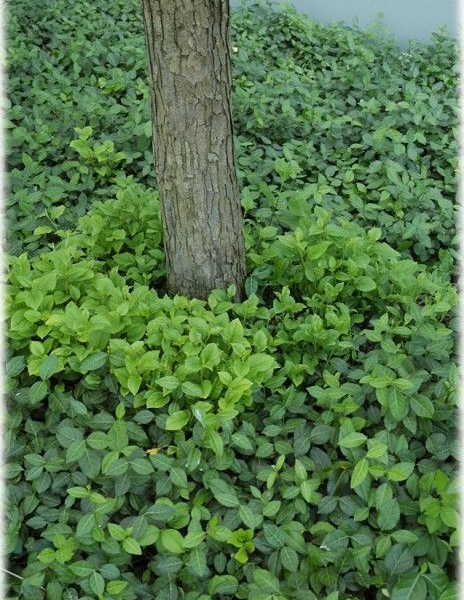 EUONYMUS fortunei 'Vegetus' - Fusain rampant à feuilles vertes 'Vegetus'