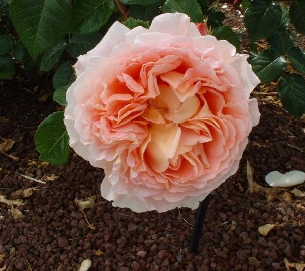 Rosier AUSTIN TIGE 'ABRAHAM DARBY '® Auscot