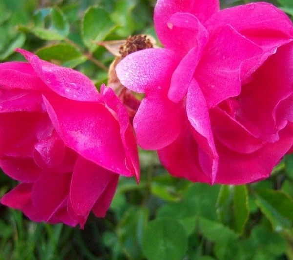 ROSIER TIGE 'EMERA' ® Noatraum