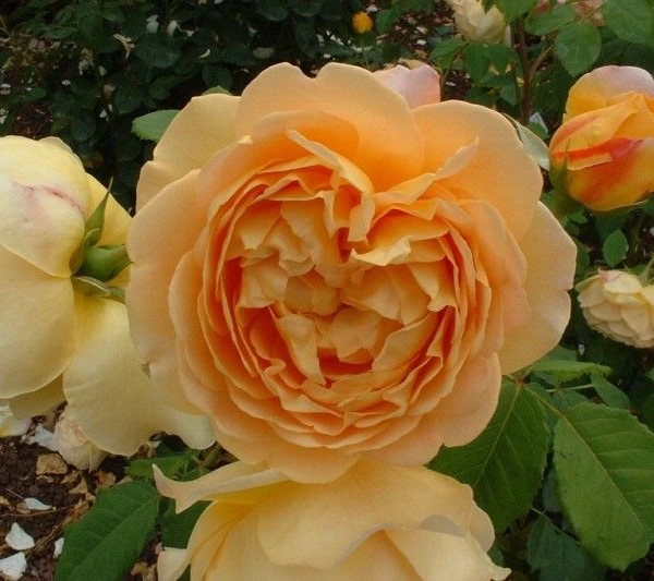 Rosier AUSTIN TIGE 'GOLDEN CELEBRATION' ® Ausgold