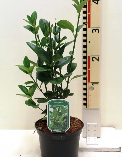 EUONYMUS japonicus 'Green Millenium' ®'Minmil' - Fusain du Japon