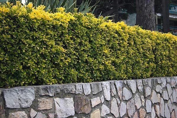 EUONYMUS japonicus 'Aureomarginatus' - Fusain du Japon à feuilles dorées 'Aureomarginatus'