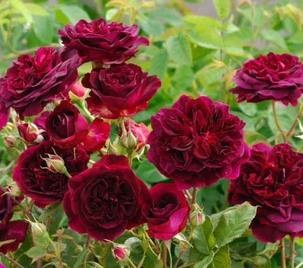Rosier AUSTIN TIGE 'MUNSTEAD WOOD' ® Ausbernard