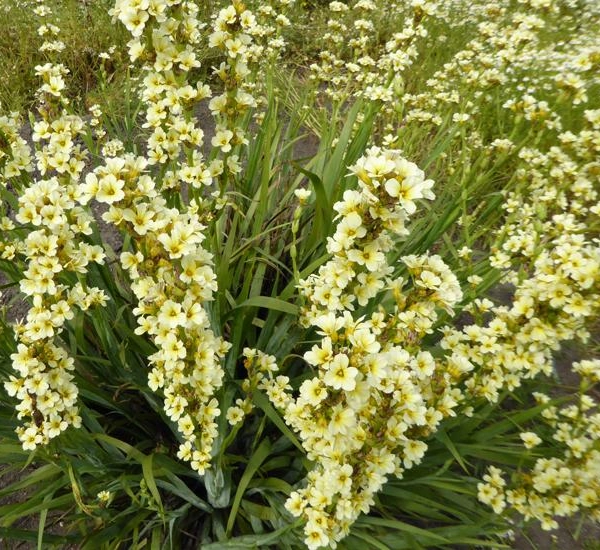 SISYRINCHIUM striatum - Bermudienne