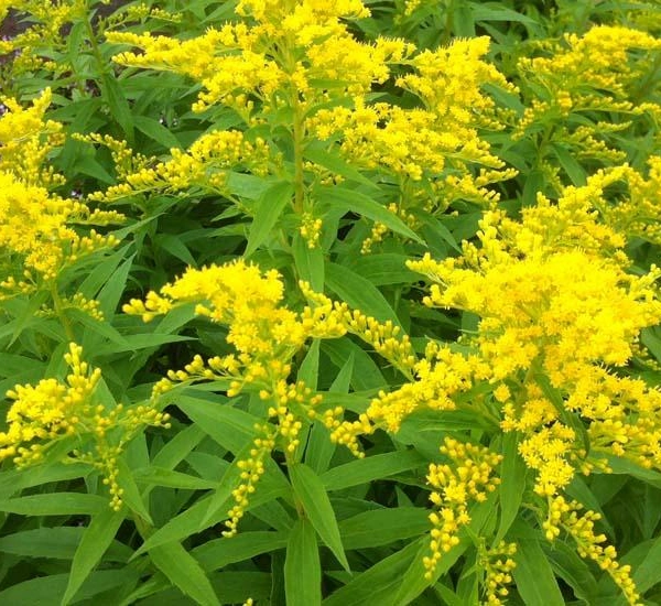 SOLIDAGO 'Strahlenkrone' - Verge d'Or