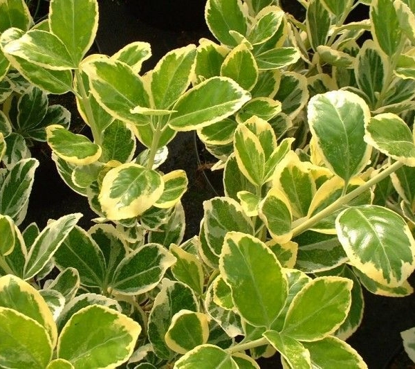 EUONYMUS japonicus 'President Gauthier' - Fusain du japon 'Président Gauthier'
