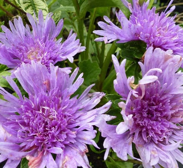 STOKESIA laevis
