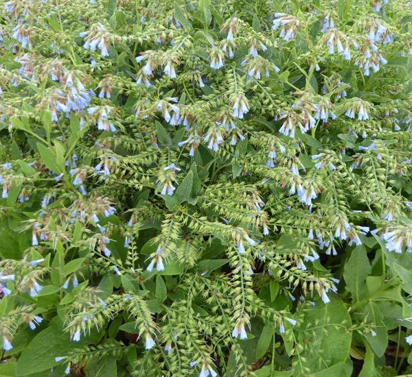 SYMPHYTUM azureum - Consoude