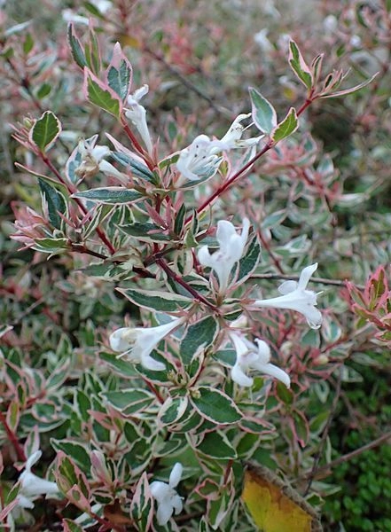 ABELIA grandiflora 'Confetti'®