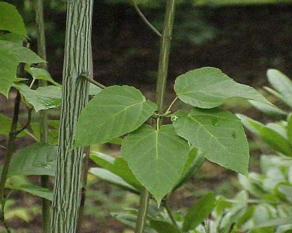 ACER davidii - Erable de David