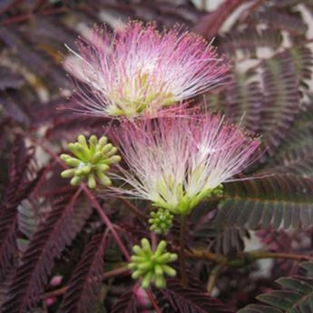 ALBIZIA julibrissin 'Summer Chocolate'