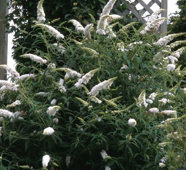 BUDDLEJA davidii 'Nanho White' - Arbre aux Papillon 'Nanho White'