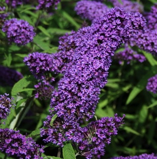 BUDDLEJA davidii 'Purple Emperor'® - Arbre aux Papillons