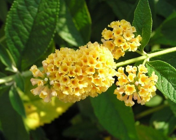 BUDDLEJA weyeriana 'Sungold' - Arbre aux Papillons