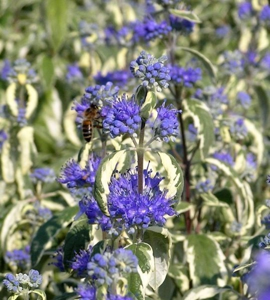 CARYOPTERIS clandonensis 'White Surprise'® - Barbe bleue