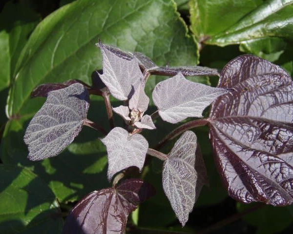 CATALPA erubescens 'Purpurea'