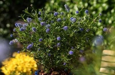 CEANOTHUS 'Blue Diamond'® - Céanothe