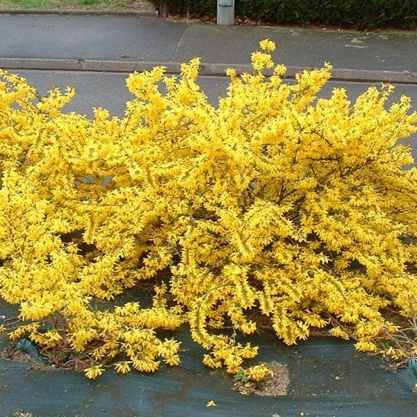 FORSYTHIA intermedia 'Marée d'or' Courtasol - Mimosa de Paris 'Marée d'Or'