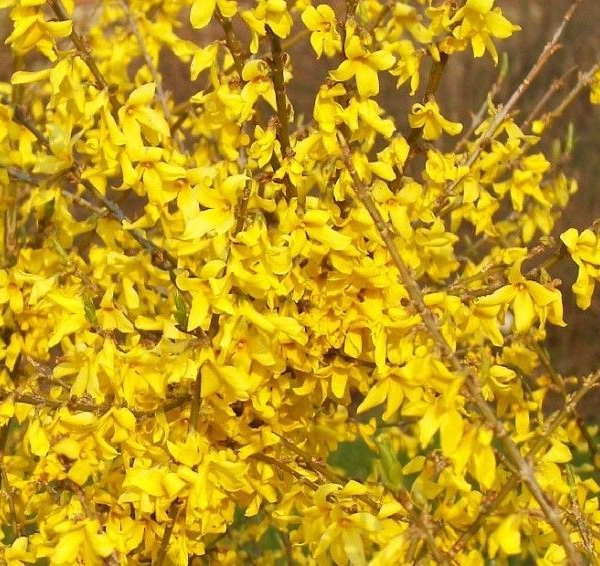 FORSYTHIA intermedia 'Marée d'or' Courtasol - Mimosa de Paris 'Marée d'Or'