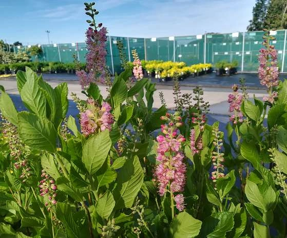 CLETHRA alnifolia 'Ruby Spice'