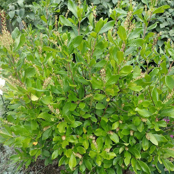 CLETHRA alnifolia 'Ruby Spice'