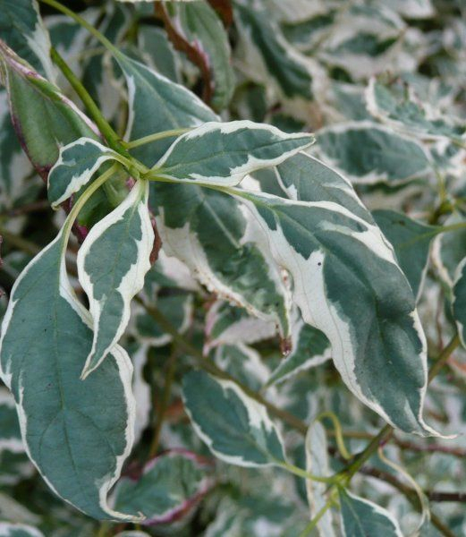 CORNUS alternifolia 'Argentea' - Cornouiller panaché