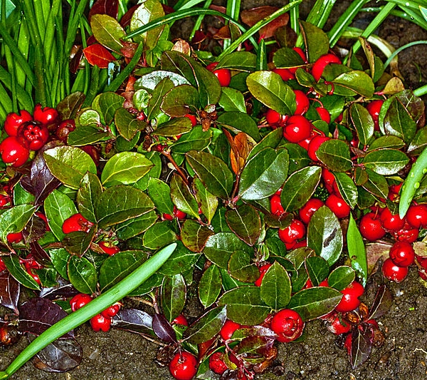 GAULTHERIA procubens - Gaulthérie couchée.