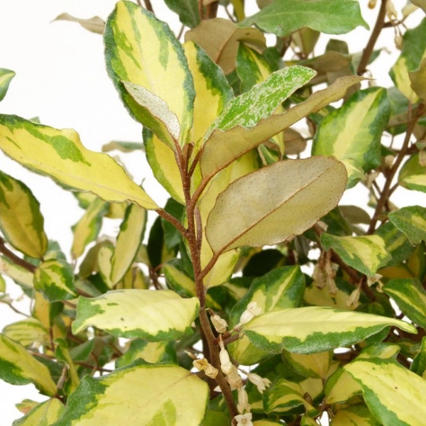 ELAEAGNUS ebbingei 'Eleador'® 'Lannou' - Chalef 'Eleador'®