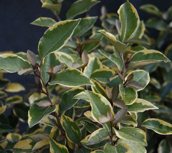 ELAEAGNUS ebbingei 'Viveleg' - Chalef 'Viveleg'