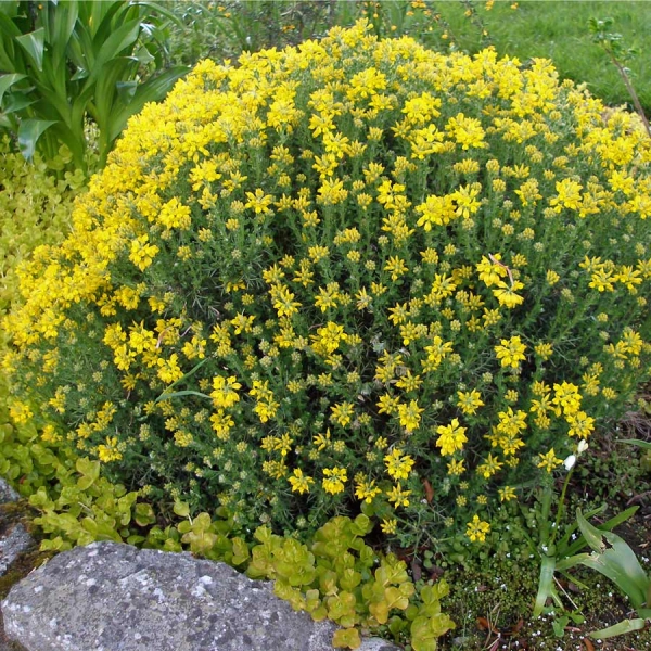 GENISTA hispanica - Genêt d'espagne