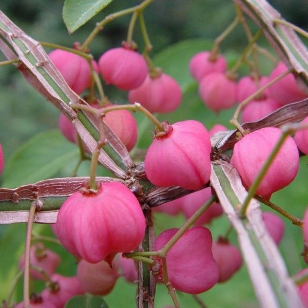 EUONYMUS phellomanus - Fusain