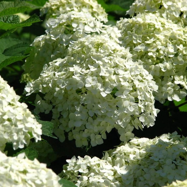 HYDRANGEA arborescens 'Incrediball'® - Hortensia de Virginie