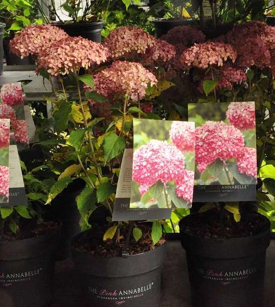 HYDRANGEA arborescens 'Invincibelle'® - Hortensia