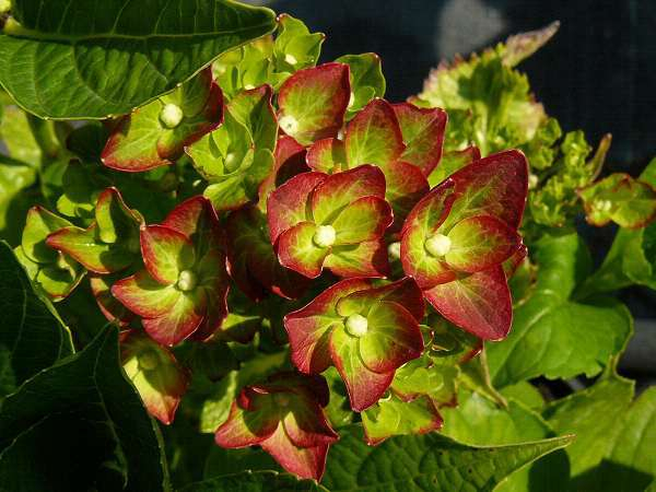 HYDRANGEA macrophylla 'Green Shadow'® - Hortensia