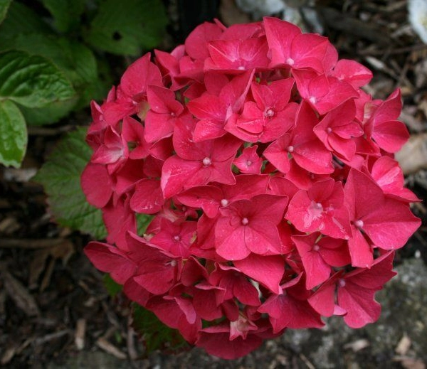HYDRANGEA macrophylla 'Alpenglühen' - Hortensia