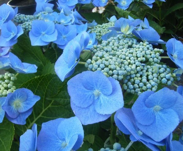 HYDRANGEA macrophylla 'Blaumeise' - Hortenia 'Blue Sky'