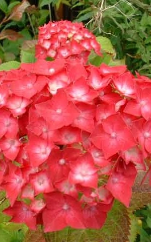 HYDRANGEA macrophylla 'Deutschland' - Hortensia