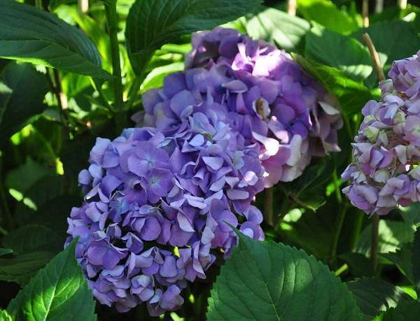 HYDRANGEA macrophylla 'Gertrude Glahn' - Hortensia