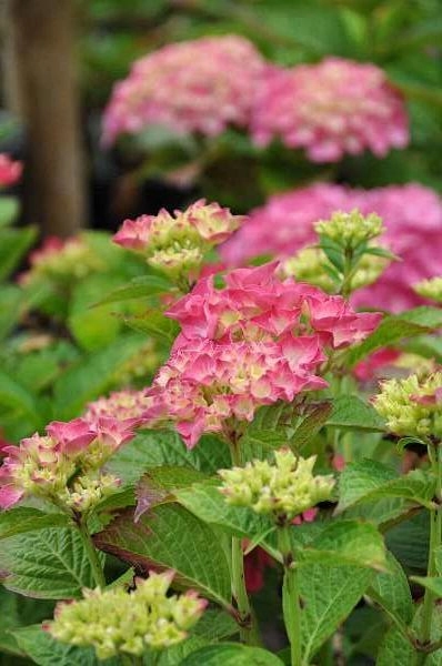 HYDRANGEA macrophylla 'Glowing Embers' - Hortensia