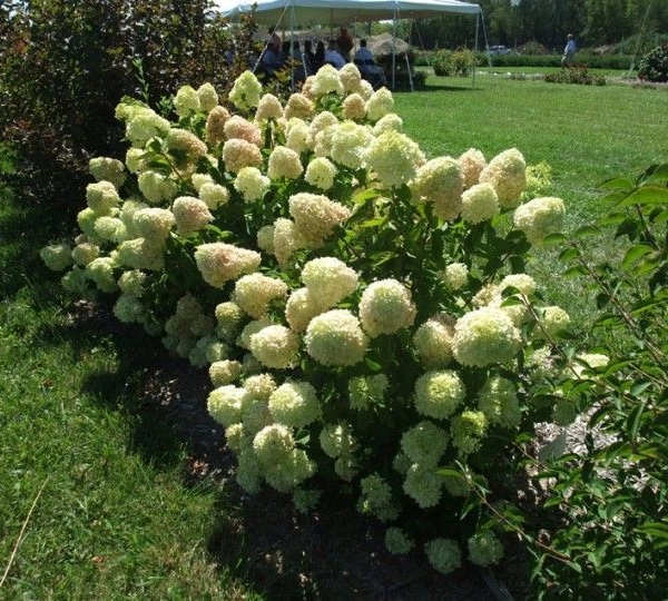 HYDRANGEA paniculata 'Little Lime'® - Hortensia paniculé