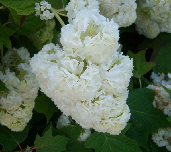HYDRANGEA quercifolia 'Harmony' - Hortensia à feuilles de chêne
