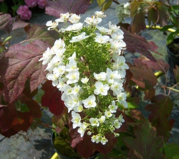 HYDRANGEA quercifolia 'Snowflake' - Hortensia à feuilles de chêne